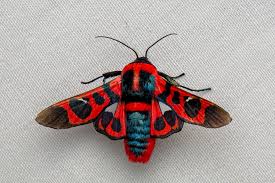 Attēlu rezultāti vaicājumam “Thyatira batis larva”