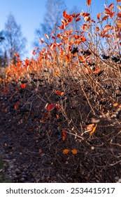 Attēlu rezultāti vaicājumam “x Sorbaronia fallax”