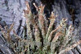 Attēlu rezultāti vaicājumam “Cladonia squamosa”