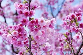 Image result for 緋寒桜