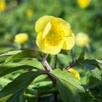 Attēlu rezultāti vaicājumam “Anemone x lipsiensis leaf”