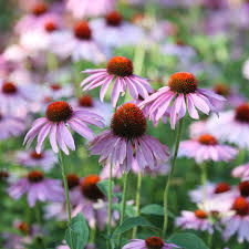 Image result for Echinacea angustifolia