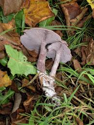 Attēlu rezultāti vaicājumam “Diderma montanum var. album stalked”