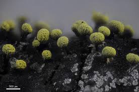 Attēlu rezultāti vaicājumam “Physarum oblatum macro”