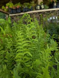 Attēlu rezultāti vaicājumam “Thelypteris palustris”