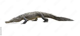 Image result for Crocodylus acutus
