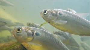 Image result for Dorosoma cepedianum