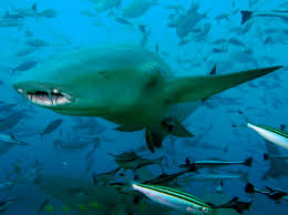 Image result for Nebrius ferrugineus