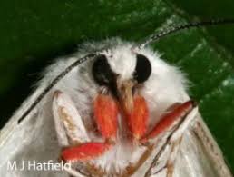 Attēlu rezultāti vaicājumam “Spilosoma lutea imago”