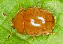 Attēlu rezultāti vaicājumam “Cychramus luteus”