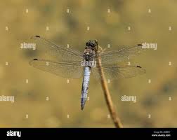 Attēlu rezultāti vaicājumam “Orthetrum cancellatum”