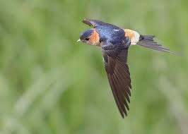 Image result for Cecropis daurica