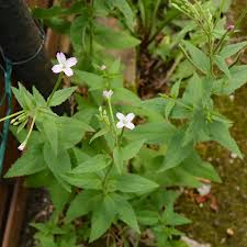 Image result for Weidenröschen