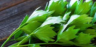 Attēlu rezultāti vaicājumam “Levisticum officinale leaf”