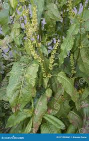 Attēlu rezultāti vaicājumam “Rumex obtusifolius fruit”