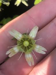 Attēlu rezultāti vaicājumam “Silene baccifera fruit”