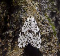 Attēlu rezultāti vaicājumam “Lymantria monacha imago”