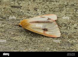 Attēlu rezultāti vaicājumam “Diacrisia sannio”