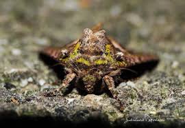 Attēlu rezultāti vaicājumam “Trachea atriplicis”