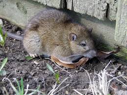 Attēlu rezultāti vaicājumam “Rattus norvegicus”