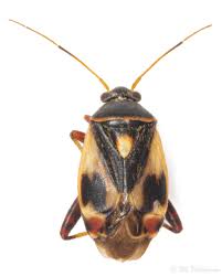 Attēlu rezultāti vaicājumam “Polymerus palustris”