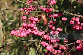 Attēlu rezultāti vaicājumam “Euonymus europaeus fruit”