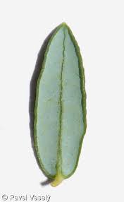 Attēlu rezultāti vaicājumam “Oxycoccus palustris leaf”