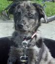 Mina the Australian Shepherd Mix | Puppies | Daily Puppy