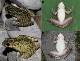 Attēlu rezultāti vaicājumam “Ranidae”