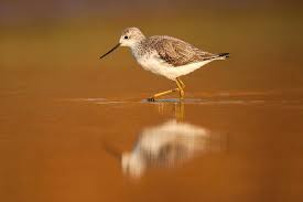 Attēlu rezultāti vaicājumam “Tringa stagnatilis”