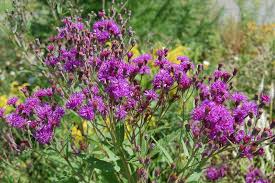 Attēlu rezultāti vaicājumam “Cinna latifolia leaf”