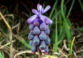 Attēlu rezultāti vaicājumam “Muscari botryoides flower”
