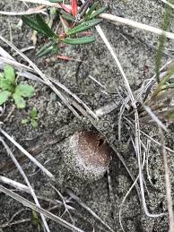 Attēlu rezultāti vaicājumam “Peziza ammophila”