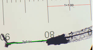 Attēlu rezultāti vaicājumam “Stemonitis pallida var. rubescens”