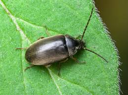 Attēlu rezultāti vaicājumam “Isomira murina”