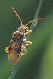 Attēlu rezultāti vaicājumam “Rhopalus maculatus”