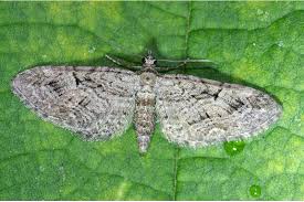 Attēlu rezultāti vaicājumam “Eupithecia pusillata”