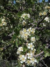 Attēlu rezultāti vaicājumam “Crataegus monogyna subsp. nordica”