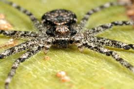 Attēlu rezultāti vaicājumam “Philodromus sp.”