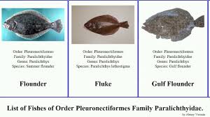 Image result for Paralichthys lethostigma