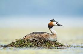 Attēlu rezultāti vaicājumam “Podiceps cristatus adult”