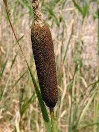 Image result for Rohrkolben