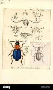 Attēlu rezultāti vaicājumam “Lebia chlorocephala”