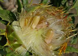 Image result for Carthamus tinctorius