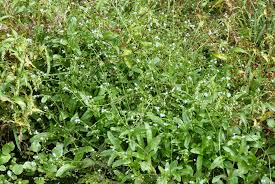 Attēlu rezultāti vaicājumam “Myosotis laxa subsp. baltica”