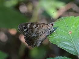 Attēlu rezultāti vaicājumam “Pararge aegeria upperside”