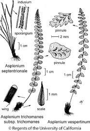 Attēlu rezultāti vaicājumam “Asplenium trichomanes”