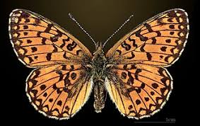 Attēlu rezultāti vaicājumam “Clossiana selene underside”