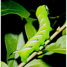 Attēlu rezultāti vaicājumam “Sphinx ligustri larva”