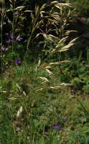 Attēlu rezultāti vaicājumam “Helictotrichon pratense”